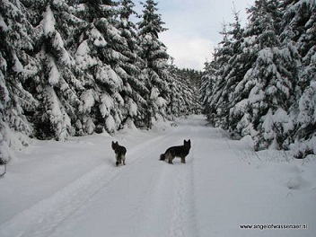 Oudduitse Herders in de sneeuw